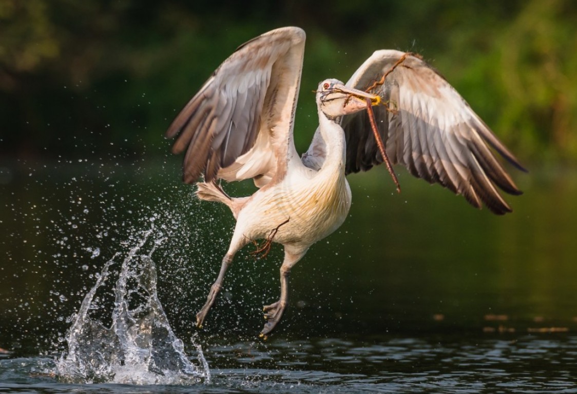 Prek Toal Birds Sanctuary & floating Village Private Tours