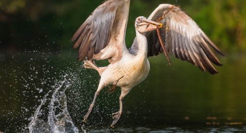 Prek Toal Birds Sanctuary & floating Village Private Tours