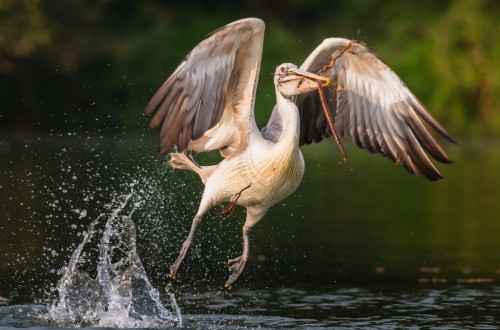 Prek Toal Birds Sanctuary & floating Village Private Tours