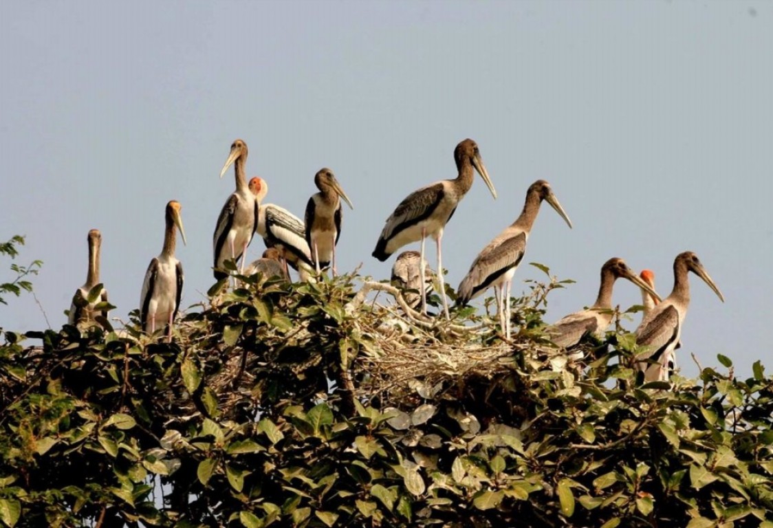 Prek Toal Birds Sanctuary & floating Village Private Tours