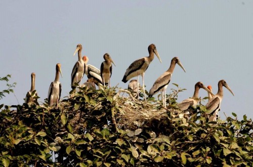 Prek Toal Birds Sanctuary & floating Village Private Tours