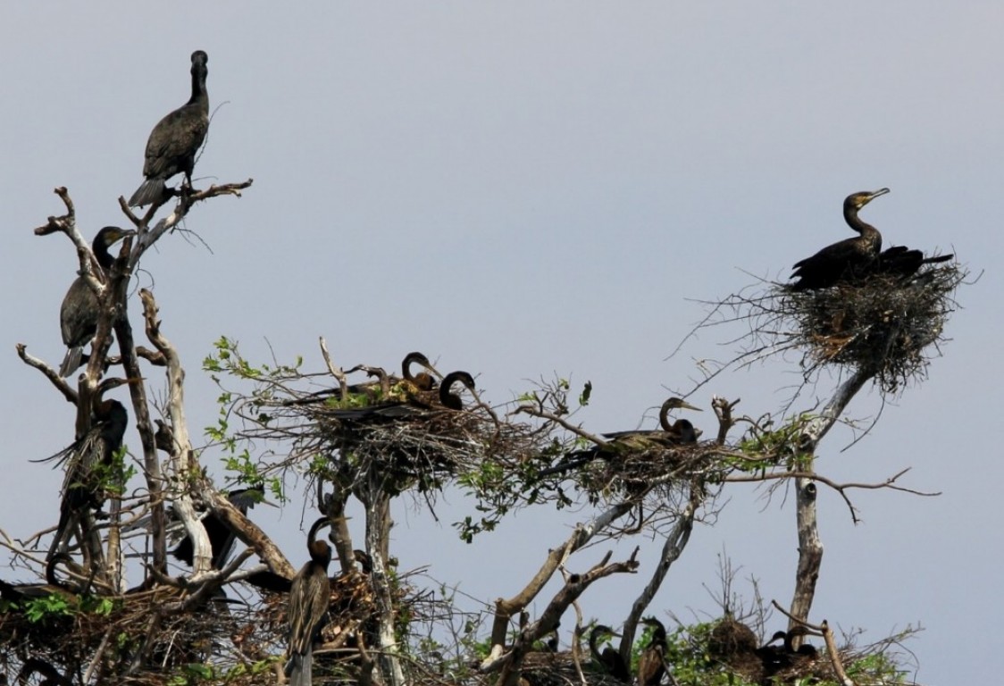 Prek Toal Birds Sanctuary & floating Village Private Tours