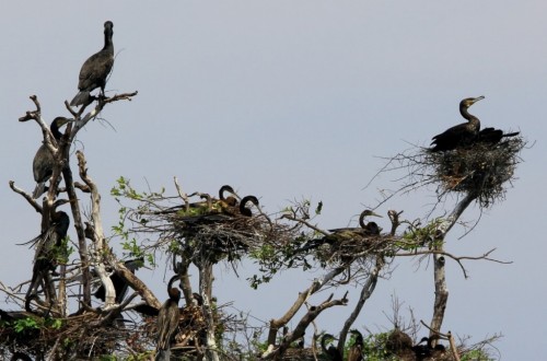 Prek Toal Birds Sanctuary & floating Village Private Tours